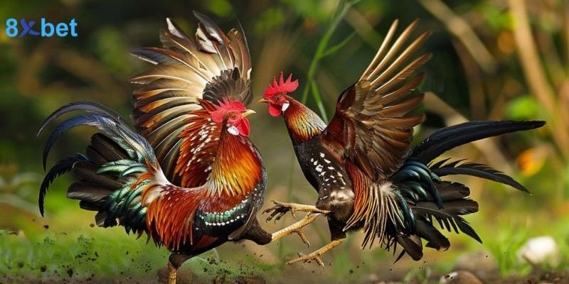 Gà nhiều cựa